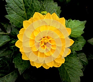 Closeup of a bright yellow dahlia flower