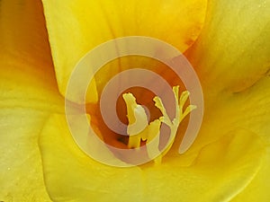 closeup of bright yellow lily flower bloom showing delicate stamen heavy with pollen grains