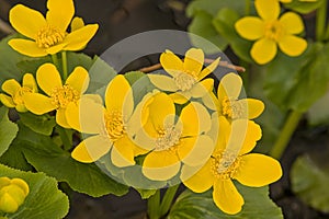 closeup of bright yellow marsh marigold flowers in the swamp - Caltha palustris