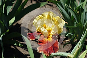 Closeup of bright yellow and red flower of bearded iris