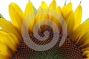 Closeup of Bright Yellow Sunflower