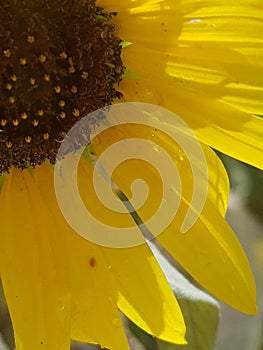 Closeup of Bright yellow sunflower