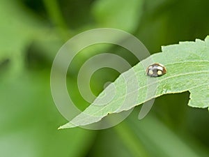 Closeup of a brightly colored Lady Beetle Epilschnini v-pallidum sitting on leaf in Vilcabamba, Ecuador