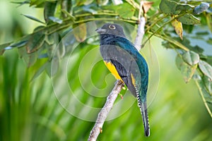 Closeup of a brightly lit tropical bird in the forest.