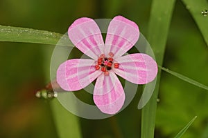 Closeup on the brilliant pink flower of the fox geranium robertianum in the field