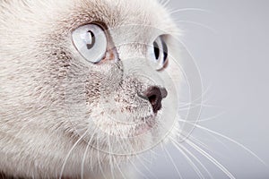 Closeup of british short hair cat