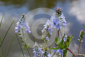 Closeup on the brlliant blue flowers of germander speedwell, Veronica prostrata growing in spring in a meadow, sunny day, natural