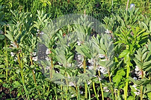 Closeup of Broad beans or Fava beans being grown organicaly in a garden.