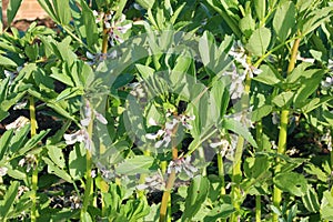 Closeup of broad or fava beans growing in a garden.