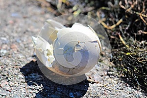 Closeup of a broken egg on the ground