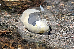 Closeup of a broken egg on the ground