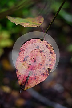 Closeup of a broken red leaf with grunge texture on dark blurred