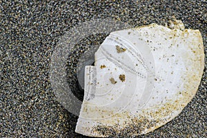 Closeup of a broken sand dollar on the beach gravel