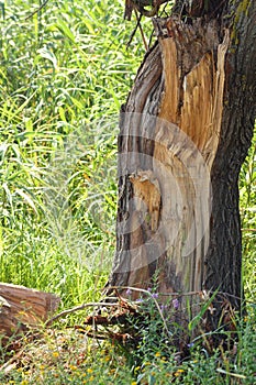 Closeup of broken tree trunk with selective focus on foreground. Storm damage