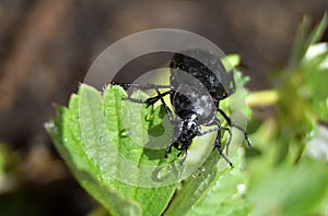 Closeup of a Bronze Carabid after rain.