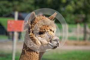Closeup brown alpaca with a fluffy head in sunny weather in daylight