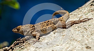 Closeup of a brown anole lizard crawling on a tree bark