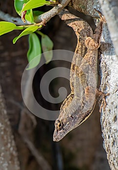 Closeup of a brown anole lizard crawling on a tree bark