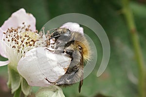 Closeup on a brown banded carder bee, Bombus pascuorum, feeding on a brambleberry flower