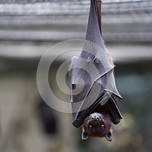 Closeup of a brown bat looking at the camera with a blurry background