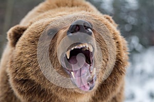 Brown bear roaring in forest photo