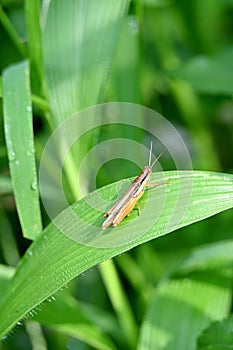 closeup the brown bug insect grasshopper hold on grass plant leaf in the farm soft focus natural green brown background