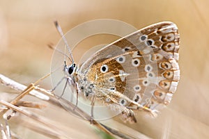 Closeup of brown butterfly on a branch