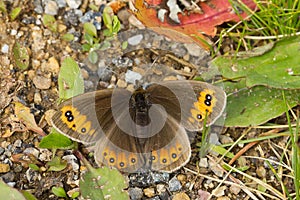 Closeup of a brown butterfly with yellow spots perched on the ground