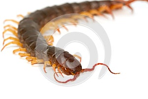 Closeup of brown centipede