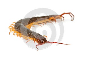 Closeup of brown centipede