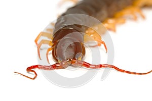 Closeup of brown centipede
