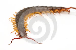 Closeup of brown centipede