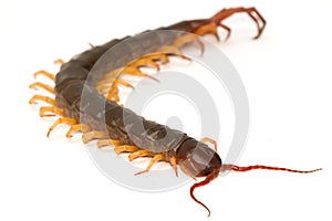 Closeup of brown centipede