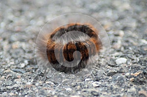 brown chenille on the road