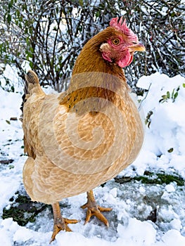 Closeup of a brown chicken standing outside in snow.