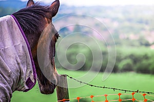 Closeup of Brown clothed Horse head Portrait looking at green field