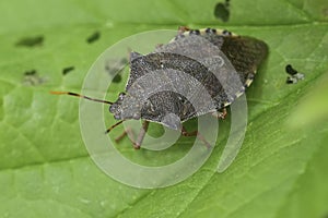 Closeup on the brown colored Dock leaf bug, Arma custos sitting on a green leaf photo