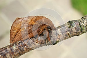 Closeup on the brown colored Drinker moth, Euthrix potatoria, with it\'s typical pointed snout