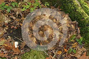 Closeup on a the brown colored edible hen-of-the-woods or maitake mushroom, Grifola frondosa