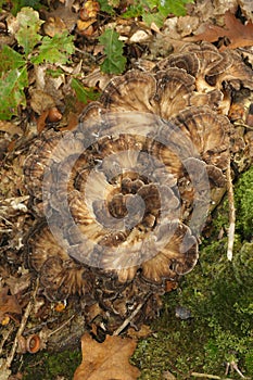 Closeup on a the brown colored edible hen-of-the-woods or maitake mushroom, Grifola frondosa