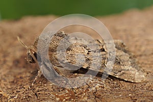 Closeup on the brown colored Flounced Rustic moth, Luperina testacea sitting on wood