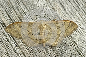 Closeup on the brown colored Riband Wave geometer moth, Idaea aversata with spread wings on wood