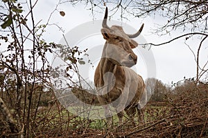 Closeup of a brown cow with a number on its ear grazing in a meadow in spring. Agriculture, breeding cattle concept