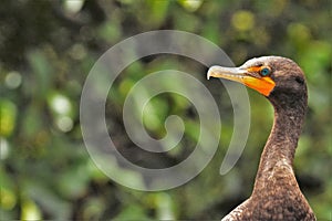 Closeup of brown Crested cormorant