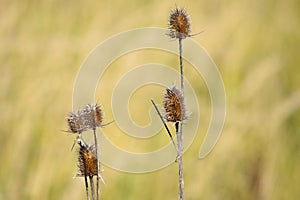 Closeup of brown cutleaf teasel seeds with blurred background