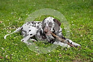 A closeup of a Brown dalmatian puppy biting stick on green grass. A dog on grass playing with and chewing a stick.Dog