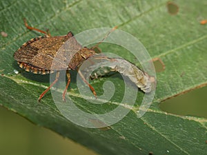 Closeup on the brown Dock leaf bug, Arma custos eating a caterpillar photo