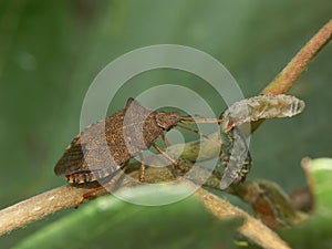 Closeup on the brown Dock leaf bug, Arma custos eating a caterpillar photo