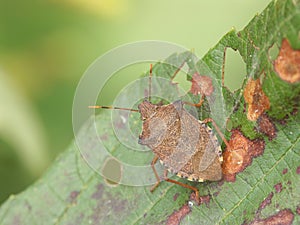 Closeup on the brown Dock leaf bug, Arma custos sitting on a leaf photo