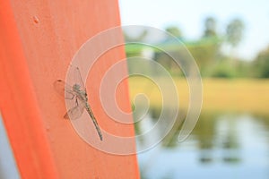 closeup brown dragonfly on orange tent fabric